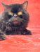 Persian cat ( Blacky)